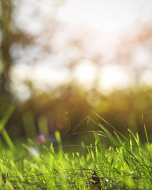 Parlak canlı yeşil çim yakın çekim