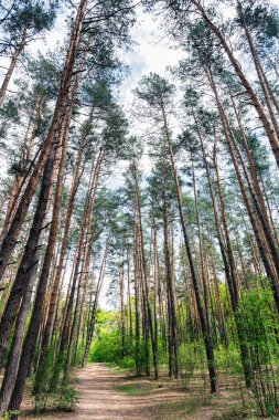 Ormandan çam ağacı iz doğa manzara