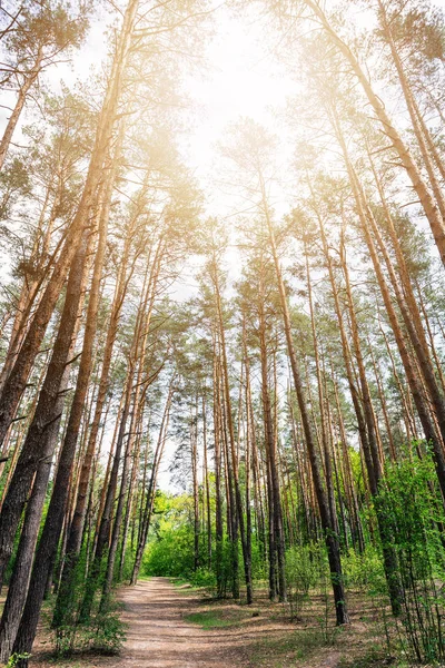 Lesy borovice strom stezka přírodní krajina — Stock fotografie
