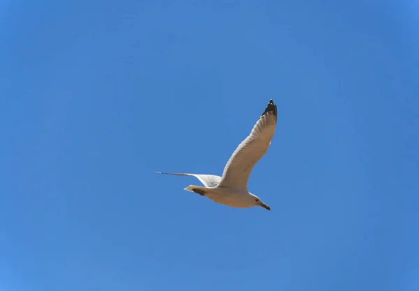 Une Mouette Volant Haut Dans Ciel Bleu — Photo