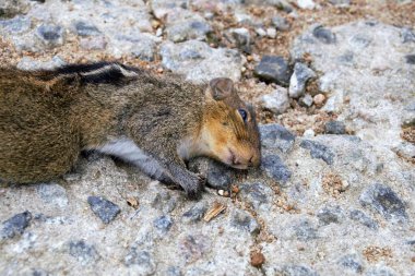 Yolda öldürülen hayvan ya da hayvan motorlu araçlarla küçük hayvanlara çarpıp öldürülmüştür. Sincaplar, tavşanlar, kuşlar veya diğer küçük hayvanlar genellikle araçlar tarafından ezilirler..