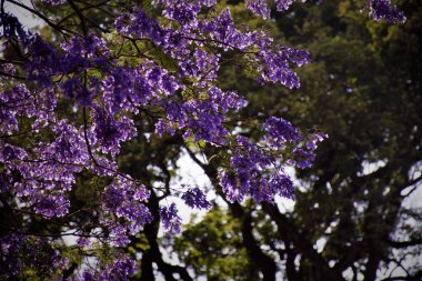 Neel Mohar mor renkli çiçekleri olan eşsiz bir ağaçtır. Diğer isimleri Brezilya Gül Ormanı, Yeşil Abanoz veya Mavi Jacaranda 'dır. Brezilya 'nın bir yerlisidir ve Peru, ABD ve Hindistan' da yaygın olarak yetişir..