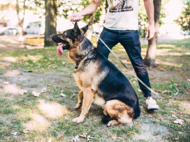 insan ve köpek Park'ın bahçesinde