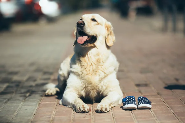 Anjing menunggu pemiliknya — Stok Foto