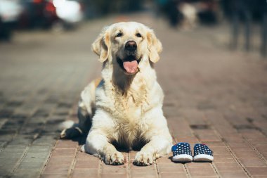 Köpek sahibini bekliyor