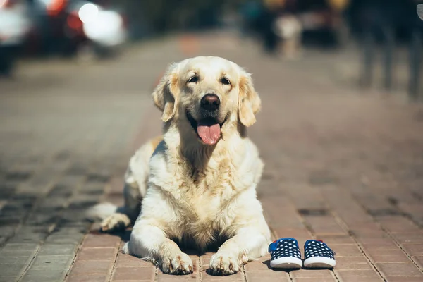 Hunden väntar på ägaren — Stockfoto