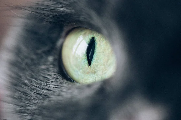Кошачий глаз, черный кот — стоковое фото