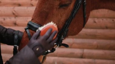 Tırmalamak kız onun atı fırça