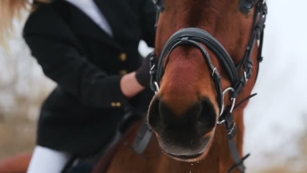 Hübsche Frau posiert auf Pferd — Stockvideo