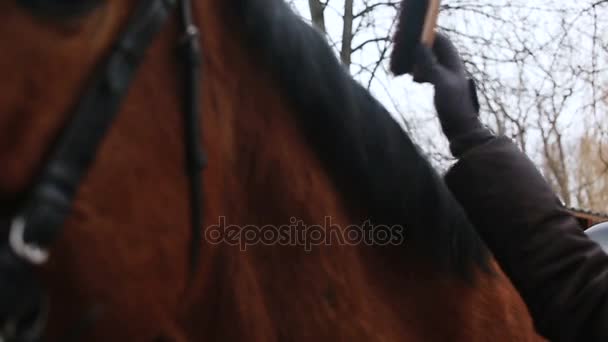 Meisje krassen borstel haar paard — Stockvideo