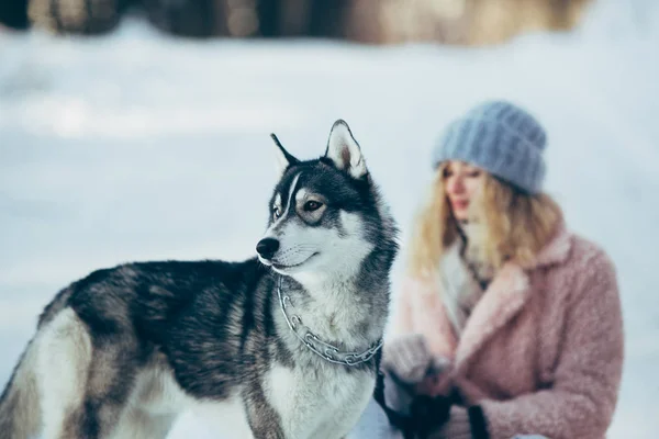 Piękna dziewczyna z psem Husky w ośnieżonych lasach — Zdjęcie stockowe