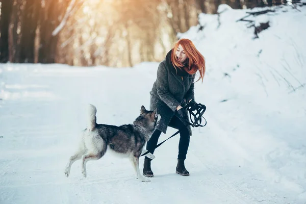Krásná dívka s pes Husky v zasněžených lesích — Stock fotografie
