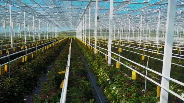 Greenhouse roses growing under daylight. — Stock Video