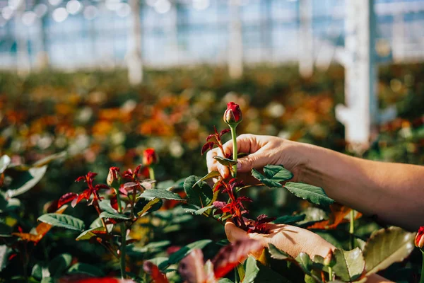 Someone is cutting a rose in a greenhouse — Stock Photo, Image