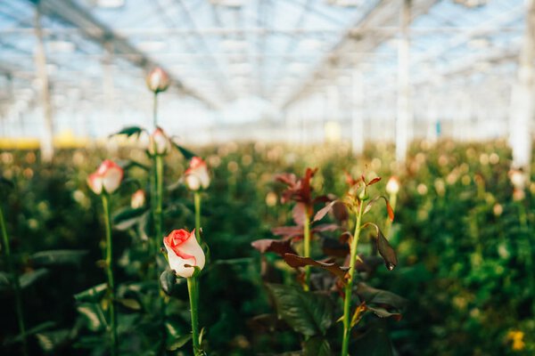 Greenhouse roses growing under daylight. Stock Image