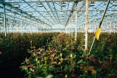 Gün ışığı altında büyüyen sera gül.