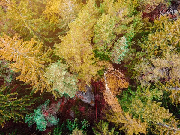 Imagen de dron aéreo de arriba hacia abajo de un bosque . — Foto de Stock