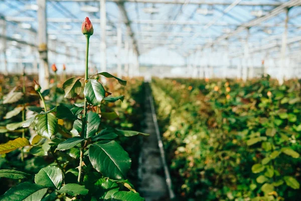 Greenhouse roses growing under daylight. — Stock Photo, Image