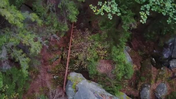 Image aérienne de drone de haut en bas d'une forêt . — Video