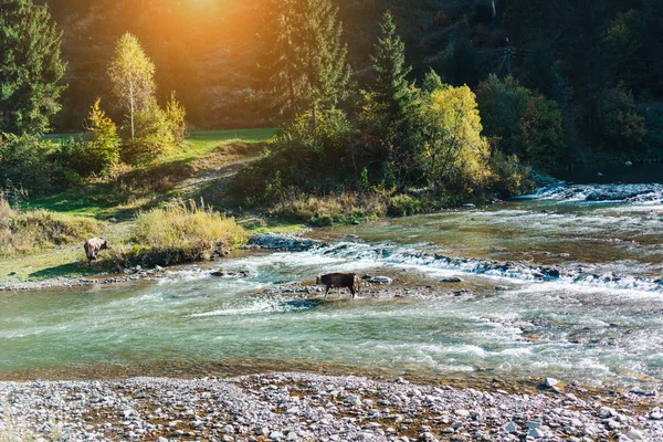 Kráva překročili řeku — Stock fotografie