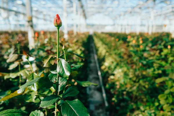 Greenhouse roses growing under daylight. — Stock Photo, Image