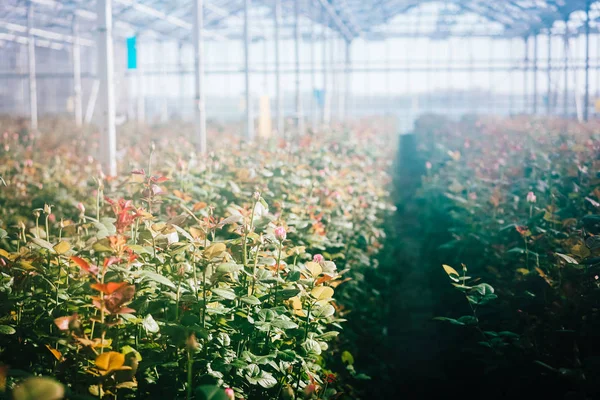 Greenhouse roses growing under daylight. — Stock Photo, Image