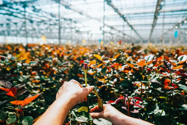 Someone is cutting a rose in a greenhouse — Stock Photo, Image
