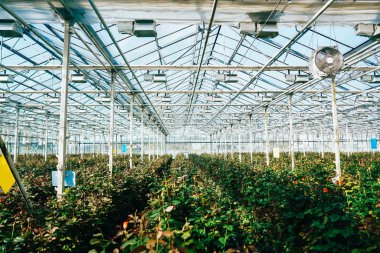 Gün ışığı altında büyüyen sera gül.