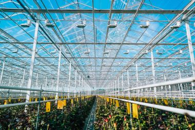 Gün ışığı altında büyüyen sera gül.