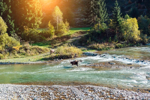 Kráva překročili řeku — Stock fotografie