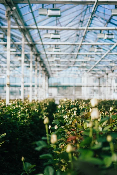 Greenhouse roses growing under daylight. — Stock Photo, Image