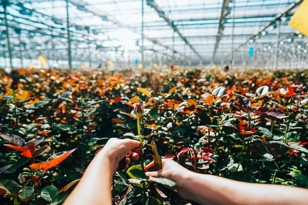 Someone is cutting a rose in a greenhouse — Stock Photo, Image