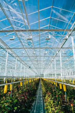 Gün ışığı altında büyüyen sera gül.