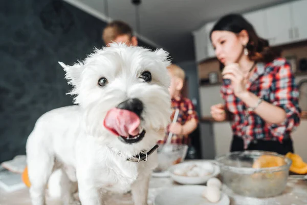 Cão na mesa da cozinha. Família feliz na cozinha — Fotografia de Stock