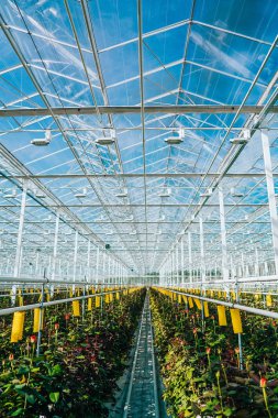 Gün ışığı altında büyüyen sera gül.