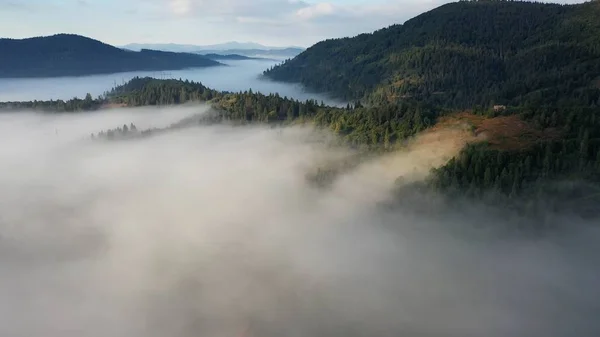 美しい秋の日の朝の霧に包まれたカラフルな針広混交林の空撮 — ストック写真