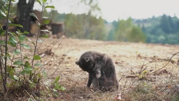 Cat lavaggio e dormire sull'erba — Video Stock