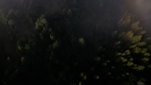 Blick von oben auf bunte Mischwälder, eingehüllt in Morgennebel an einem schönen Herbsttag — Stockfoto