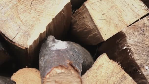 Uma pilha de muitos troncos pequenos, com as pontas de corte voltadas para a câmera . — Vídeo de Stock