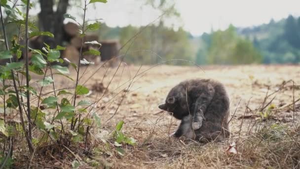 Mycie kota i spanie na trawie — Wideo stockowe