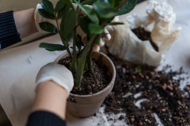 Kadın elleri saksıya yerleştirilir. Yakın plan.