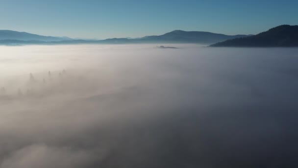 Vue aérienne d'une forêt mixte colorée entourée de brouillard matinal par une belle journée d'automne — Video