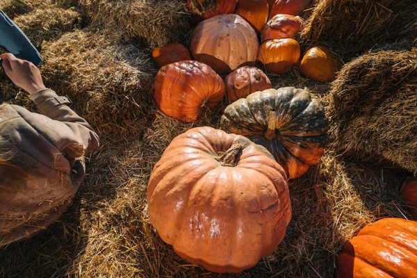 Calabazas anaranjadas grandes maduran sobre un fondo de paja —  Fotos de Stock