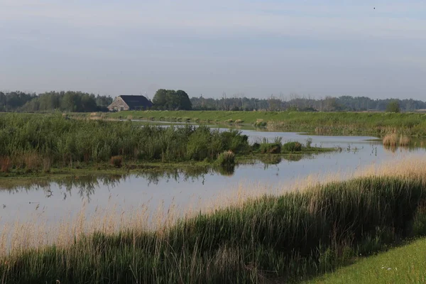 Landschap Van Biesbos — Foto de Stock