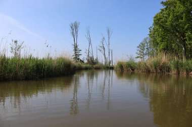 Biesbos op een mooie zomerdag