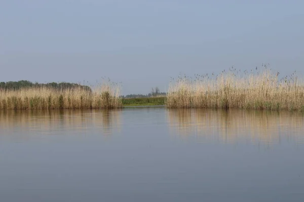 Landschap Van Biesbos — Stock Photo, Image