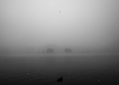 Gizemin içinde uçan kuş