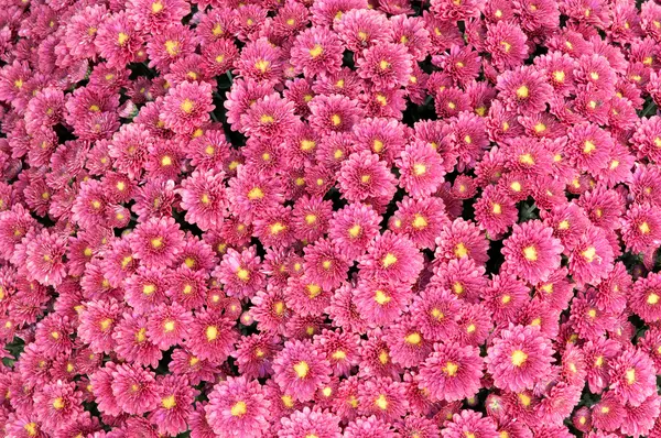 mor papatya çiçekleri