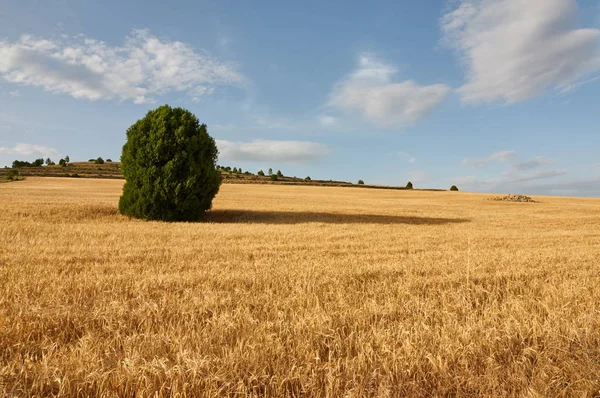 Vete flields på kvällen — Stockfoto