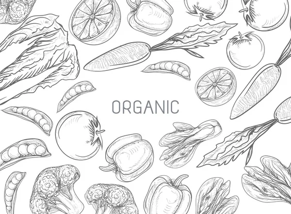 Cadre des légumes sains. Graphique linéaire. Illustration vectorielle — Image vectorielle